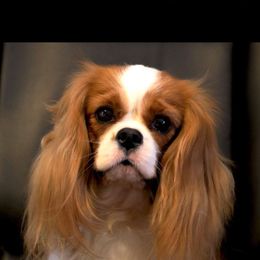 Cavalier King Charles Spaniel Puppies from Whisper Wood Acres