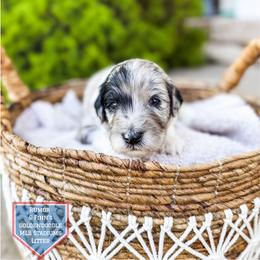 Chase - Merle male Goldendoodle puppy in Soddy Daisy, Tennessee from The W Doods
