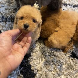 Goldendoodle and Poodle Puppies from South Sound Doodles
