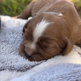 Piglet - Ruby male Cavalier King Charles Spaniel puppy in California from Tinkerpups