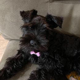 Promise - Miniature Schnauzer