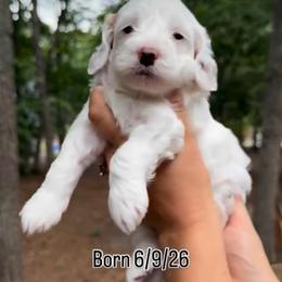 Otis - Red and white male Cockapoo puppy in Egg Harbor City, New Jersey from Grace Given Cockapoos (GGC)