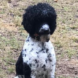 Virgil  - Poodle