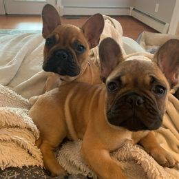 French Bulldog Puppies from Addylane Frenchies