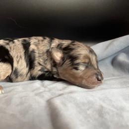Honey Bunches Of Oats - Blue merle female Aussiedoodle puppy in Michigan from Kingsden Aussies and doodles