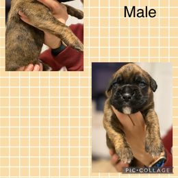 Boy 2 - Boxer puppy in Ruskin, Florida from Zambrano Boxers