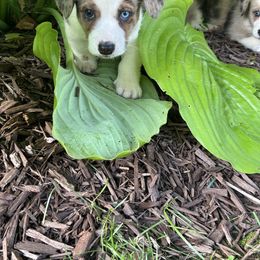 Dallas - Red merle and white male Cardigan Welsh Corgi puppy in Clio, Michigan from Old Oak Cardigans