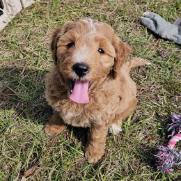 Aspen - Red  female Goldendoodle puppy in Pittsburg, Texas from Grace Springs Goldendoodles