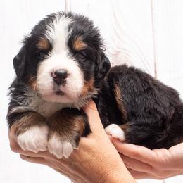 Teal Collar Male- 5000 - Black rust and white male Bernese Mountain Dog puppy in Collinsville, Texas from Berner Dynasty
