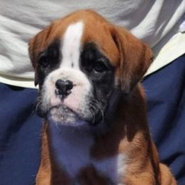 Boxer Puppies from Grand Lake Boxers