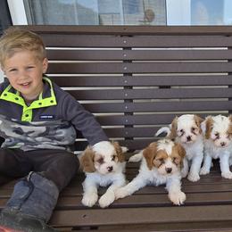 Cavapoos, Pomskies, and Pugs from Peace Road Puppies