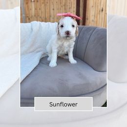 Sunflower - Parti female Goldendoodle puppy in Las Vegas, Nevada from Bridges Goldendoodles
