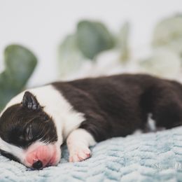Boy 5 - Border Collie puppy in Templeton, California from Skyward Farms