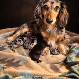 Emmi - Dachshund