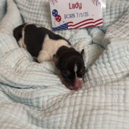 Boy 3 - Black white and tan male Rat Terrier puppy in Cushing, Oklahoma from Northwoods Rat Terriers