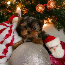 Yorkshire Terrier Puppies from Yorkies Kisses