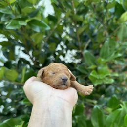 Bean - Red male Cavapoo puppy in Rio Linda, California from VitPom Puppies