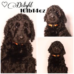 Double Doodle, Goldendoodle, and Sheepadoodle Puppies from Shaw Spring's Canines