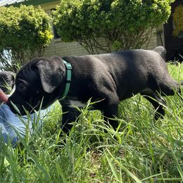 Teal - Black female Cane Corso puppy in Gatesville, Texas from Corso Dynasty