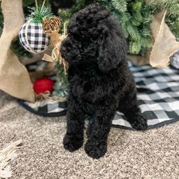 Girl 4 - Goldendoodle puppy in Beggs, Oklahoma from Meyers Doodles