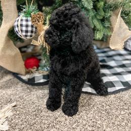 Girl 4 - Goldendoodle puppy in Beggs, Oklahoma from Meyers Doodles