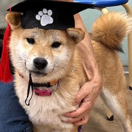Mei - female Shiba Inu puppy in San Diego County, California from Mishmo's Shibas and Papillons