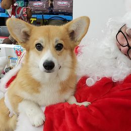 Pembroke Welsh Corgi Puppies from Cattal Corgis