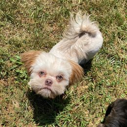 Shih Tzu All Grown Up from Hjo’s Pupdates