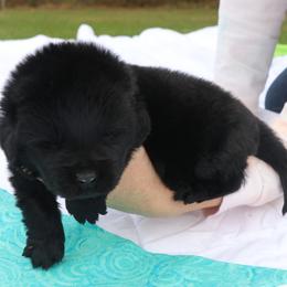 Macchiato (Teal collar) - Black female Newfoundland puppy in Kimball Twp, Michigan from Pine River Newfoundlands