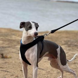 Luca - Italian Greyhound