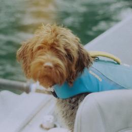 Bougie - Wirehaired Pointing Griffon