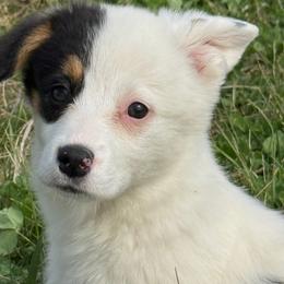 Northern Lights North - Black and white female American Corgi puppy in Heyworth, Illinois from Schumaker Corgis