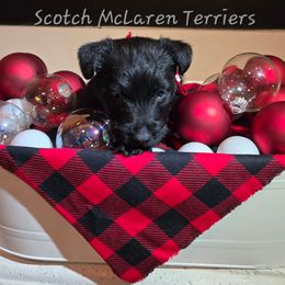 Male1 - Black male Scottish Terrier puppy in Conroe, Texas from Scotch McLaren Terriers