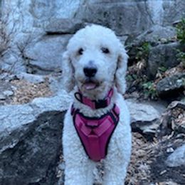 Goldendoodles from The beautiful doodles