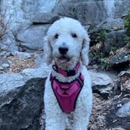 Goldendoodles from The beautiful doodles
