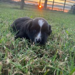 Tigger - Black tri male Miniature Australian Shepherd puppy in Smiths Grove, Kentucky from Kyn's Kennel