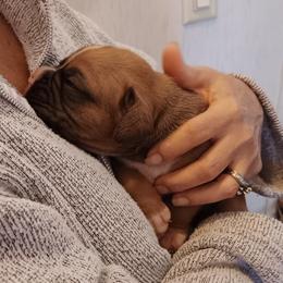 Ch sired -  Fawn boy - Fawn male Boxer puppy in Morriston, Florida from Like The Wind Boxers