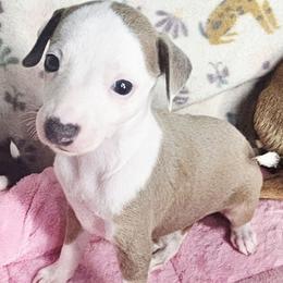All The DoDa Day Stunning Bouquet - White and blue fawn female Italian Greyhound puppy in Cadwell, Georgia from All The DoDa Day Italian Greyhounds
