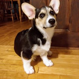 Pembroke Welsh Corgi Puppies from Princess Zelda Corgis