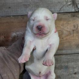 Boy 2 - White male Siberian Husky puppy in Iron River, Wisconsin from Wiemeri Siberians