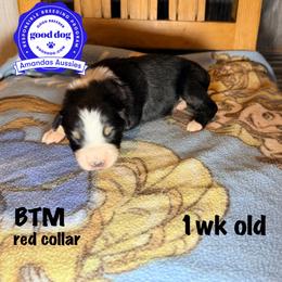 BTM red collar - Black tri-color male Australian Shepherd puppy in Greenville, Texas from Amandas Aussies