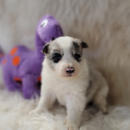 Border Collie Puppies from Borderline Kennels