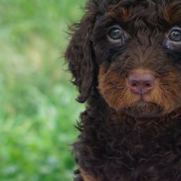 Bernedoodles, Goldendoodles, and Poodles from Treasure Valley Poodles