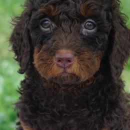Bernedoodles, Goldendoodles, and Poodles from Treasure Valley Poodles
