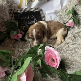 Tiara - Mahogany and white female Saint Berdoodle puppy in Traverse City, Michigan from Bare Paws Saint Berdoodles