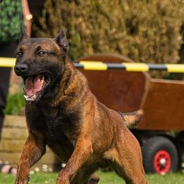 Zarco - French Bulldog
