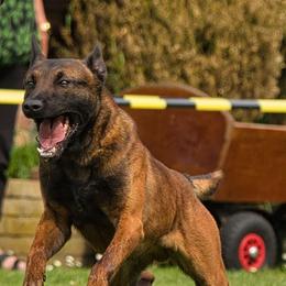 Zarco - French Bulldog