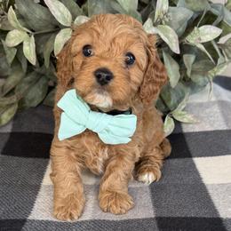 Mike - Green - Red male Cavapoo puppy in South Jordan, Utah from Simply Sweet Paws. LLC