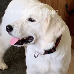 Willow - Goldendoodle