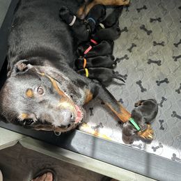 Girl 2 - Black and mahogany female Rottweiler puppy in Ridgeland, South Carolina from VHK Rottweilers